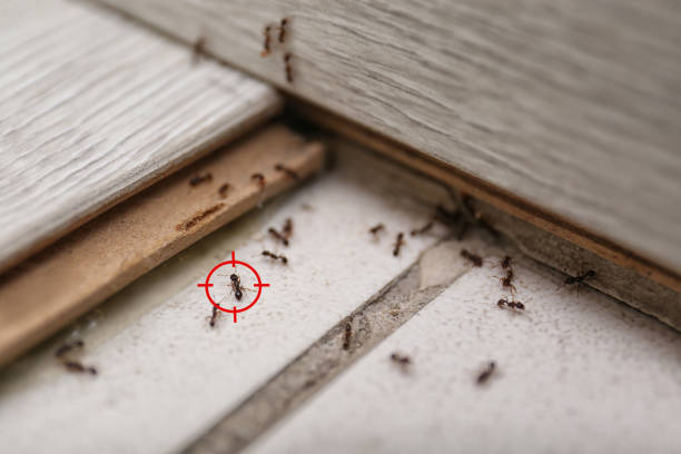 Best Mosquito Control Services  in Beaverton, OR